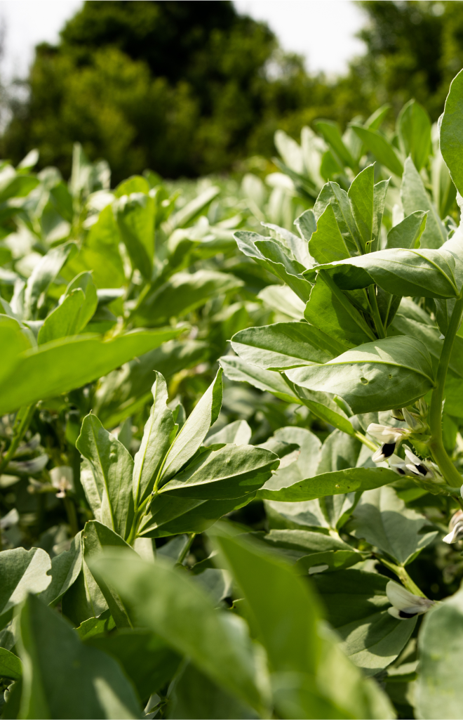 Australian Greenery