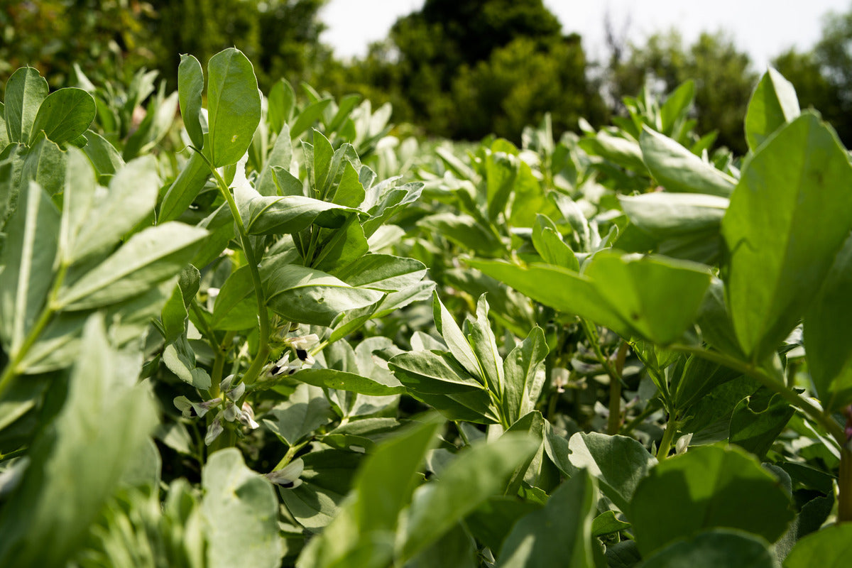 How faba beans are making the production of protein powder more sustainble.