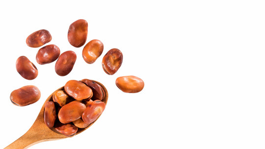 Are faba beans a good source of protein?