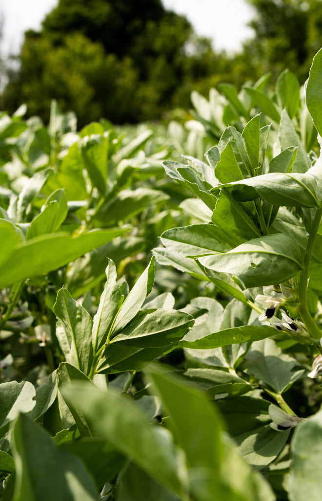 Australian Greenery